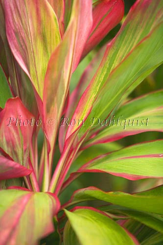 Close-up of variegated Ti leaves, Maui, Hawaii Picture Photo - Hawaiipictures.com