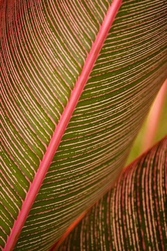 Close-up of variegated Ti leaves, Maui, Hawaii Photo - Hawaiipictures.com
