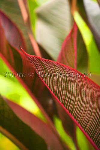 Close-up of variegated Ti leaves, Maui, Hawaii Picture - Hawaiipictures.com