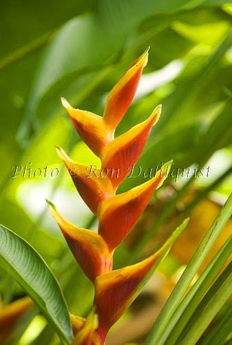 Heliconia, Hana, Maui, Hawaii Picture - Hawaiipictures.com