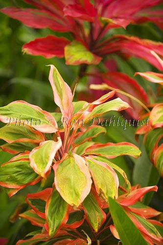 Close-up of variegated Ti leaves, Maui, Hawaii - Hawaiipictures.com