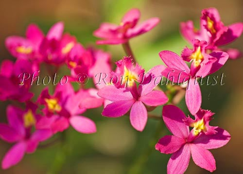 Purple epidendrum orchid. - Hawaiipictures.com