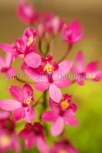 Epidendrum orchid, Hawaii - Hawaiipictures.com