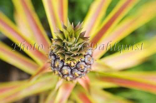 Pineapple, Maui, Hawaii - Hawaiipictures.com Pineapple, Maui, Hawaii - Hawaiipictures.com