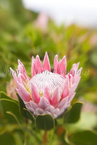 King Protea, Upcountry Maui, Hawaii - Hawaiipictures.com