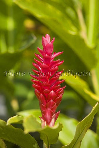Red Ginger, Hawaii - Hawaiipictures.com
