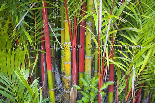 Red Wax Palms, Hana, Maui, Hawaii - Hawaiipictures.com