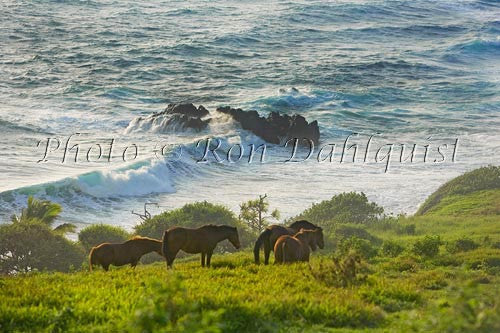 Horses grazing along eastern coastline of Maui near Oheo Gulch. - Hawaiipictures.com