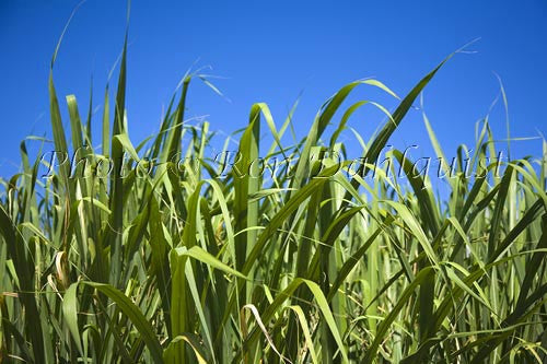 Sugar cane, Ko, Maui, Hawaii Picture - Hawaiipictures.com