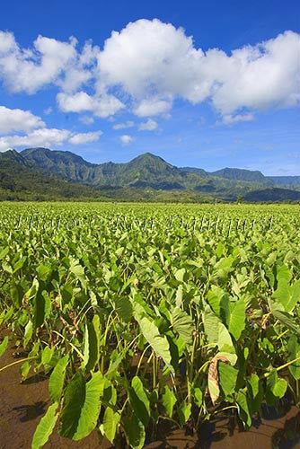 Taro fields, Hanalei, Kauai, Hawaii Photo - Hawaiipictures.com