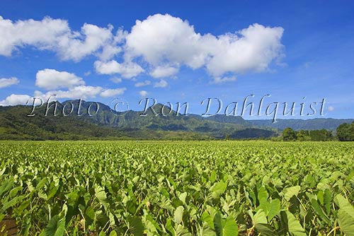 Taro fields, Hanalei, Kauai, Hawaii Picture - Hawaiipictures.com