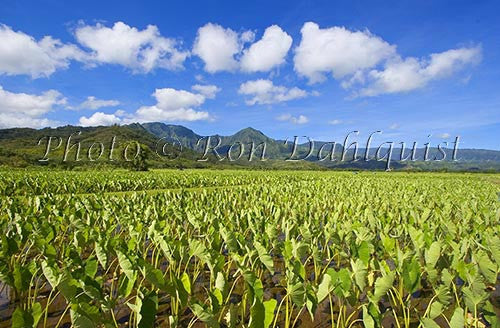Taro fields, Hanalei, Kauai, Hawaii Photo Stock Photo - Hawaiipictures.com
