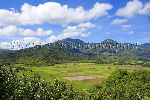 Taro fields in Hanalei Valley, Kauai, Hawaii - Hawaiipictures.com