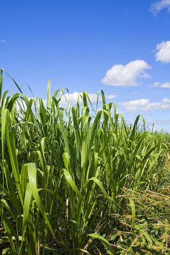 Sugar cane, Ko, Maui, Hawaii - Hawaiipictures.com