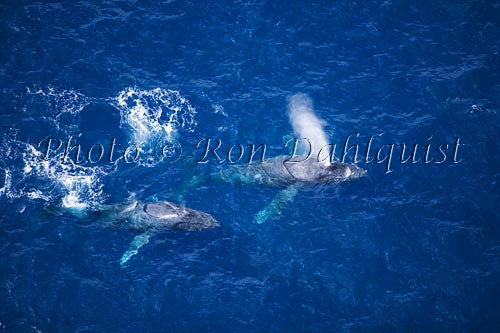 Humpback Whales swimming in the waters surrounding Maui, Hawaii Photo - Hawaiipictures.com