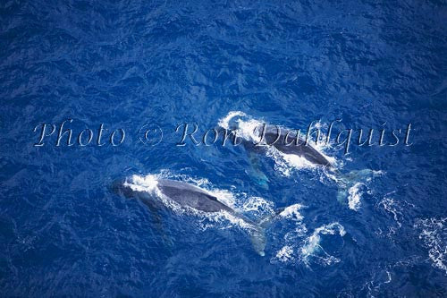 Humpback Whales swimming in the waters surrounding Maui, Hawaii - Hawaiipictures.com Humpback Whales swimming in the waters surrounding Maui, Hawaii - Hawaiipictures.com