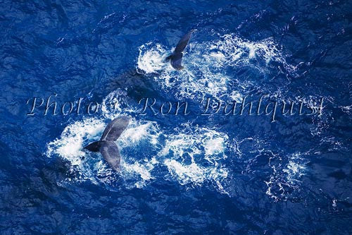 Humpback Whales swimming in the waters surrounding Maui, Hawaii Picture - Hawaiipictures.com