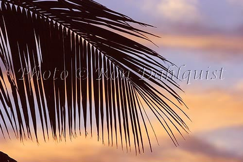 Silhouette of palm frond, Maui, Hawaii - Hawaiipictures.com