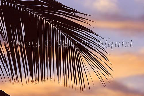 Silhouette of palm frond, Maui, Hawaii - Hawaiipictures.com Silhouette of palm frond, Maui, Hawaii - Hawaiipictures.com