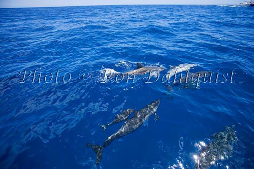 Spinner dolphins near Lanai, Hawaii - Hawaiipictures.com Spinner dolphins near Lanai, Hawaii - Hawaiipictures.com