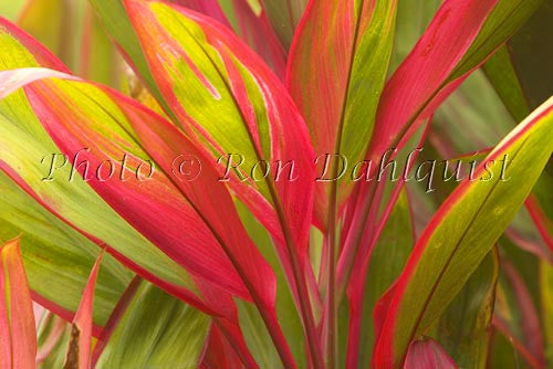 Variegated Ti leaves, Maui, Hawaii Picture - Hawaiipictures.com
