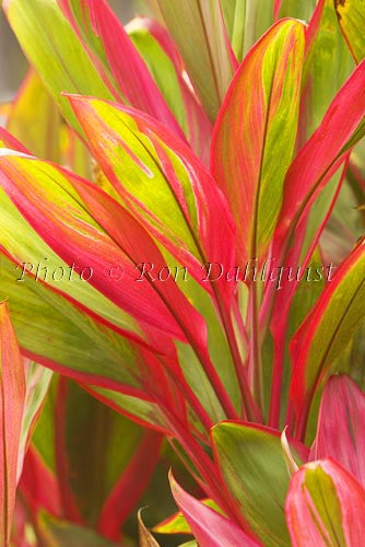 Variegated Ti leaves, Maui, Hawaii Photo - Hawaiipictures.com