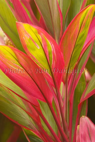 Variegated Ti leaves, Maui, Hawaii Picture Photo - Hawaiipictures.com