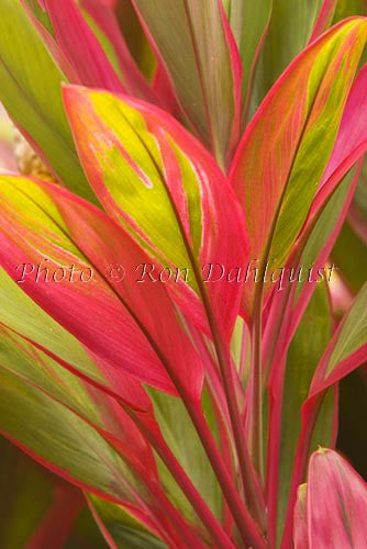 Variegated Ti leaves, Maui, Hawaii Picture Photo - Hawaiipictures.com Variegated Ti leaves, Maui, Hawaii Picture Photo - Hawaiipictures.com