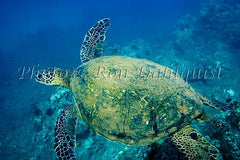 Underwater view of Green Sea Turtle, Maui, Hawaii Stock Photo