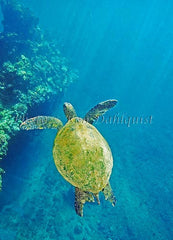 Underwater view of Green Sea Turtle, Maui, Hawaii Photo Print