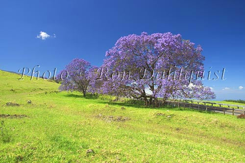 Jacaranda in bloom, upcountry Maui, Hawaii - Hawaiipictures.com