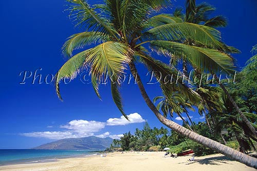 Palm tree on Kamaole 2 Beach, Kihei, Maui, Hawaii - Hawaiipictures.com