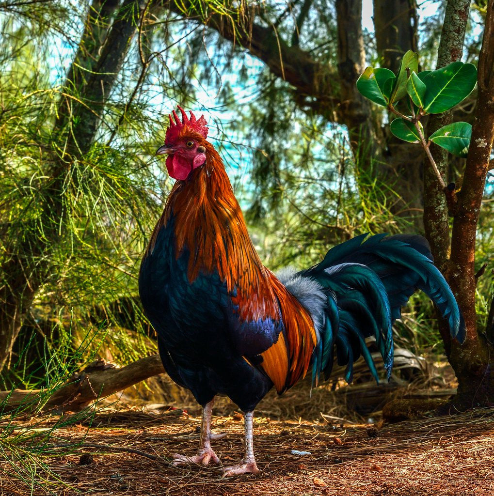 Rooster on Kauai - Hawaiipictures.com Rooster on Kauai - Hawaiipictures.com