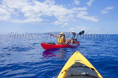 Kayakers (ages 55-65) whale watching in water off of Kihei, Maui, Hawaii - Hawaiipictures.com Kayakers (ages 55-65) whale watching in water off of Kihei, Maui, Hawaii - Hawaiipictures.com