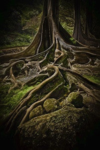 Jurasic Tree - Hawaiipictures.com Jurasic Tree - Hawaiipictures.com