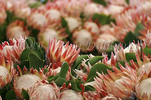 King protea, located in Kula, Upcountry Maui, Hawaii - Hawaiipictures.com