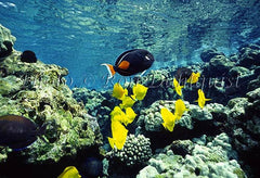 Underwater view of fish and coral at La Perouse, Maui, Hawaii Picture