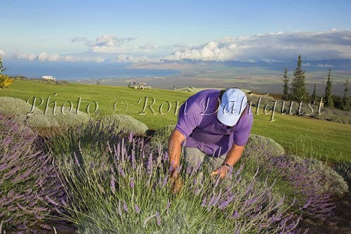 Alii Chang, owner of Alii Kula Lavendar Farm, picking lavendar, Upcountry Maui - Hawaiipictures.com