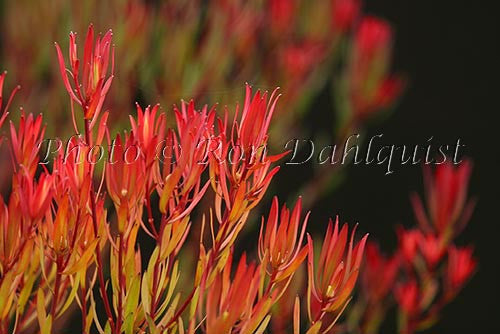 Leucadendron, protea blossoms, located in Kula, Upcountry Maui, Hawaii - Hawaiipictures.com Leucadendron, protea blossoms, located in Kula, Upcountry Maui, Hawaii - Hawaiipictures.com