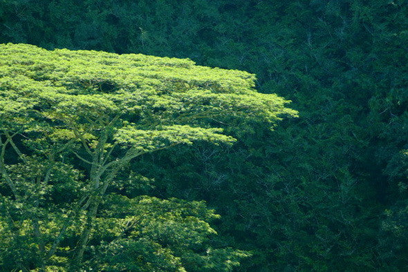 Picture Of Tree Forest In Kauai - Hawaiipictures.com