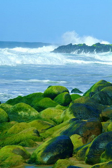 Picture Of Rocky Beach Covered In Algae - Hawaiipictures.com