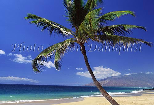 Palm tree on Kamaole Beach, Kihei, Maui, Hawaii - Hawaiipictures.com