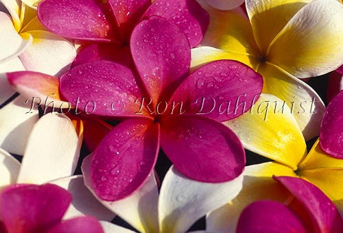 Colorful plumerias, Maui, Hawaii - Hawaiipictures.com