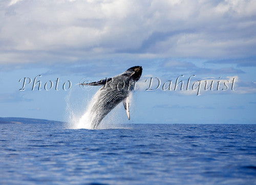 Whale breaching in the waters off of Maui and Molokini - Hawaiipictures.com