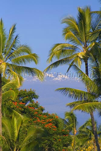 Snow covered Mauna Kea and palm trees, Big Island of Hawaii Picture - Hawaiipictures.com