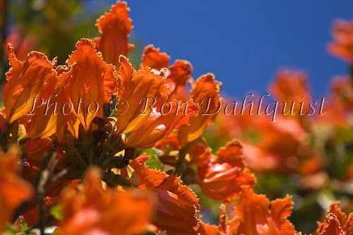 African Tulip flower, Big Island of Hawaii - Hawaiipictures.com