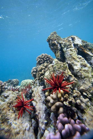 Pencil urchin and coral, snorkeling at Makena, Maui, Hawaii - Hawaiipictures.com