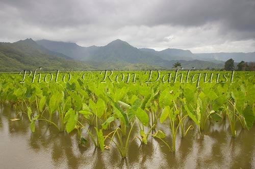 Taro fields in Hanalei, Kauai, Hawaii - Hawaiipictures.com