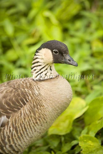 Nene or Hawaiian Goose, Hanalei, Kauai Picture - Hawaiipictures.com