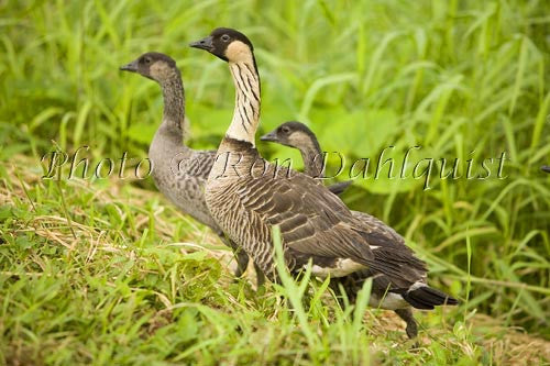 Nene or Hawaiian Goose, Hanalei, Kauai - Hawaiipictures.com